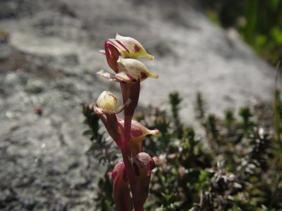 Disa ocellata, photographed by Jeremy Gilmore