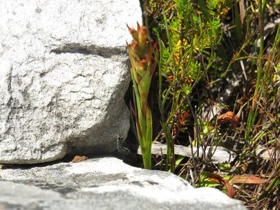 Disa bracteata, photographed by Jeremy Gilmore