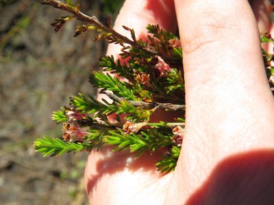 Erica diosmifolia, photographed by Jeremy Gilmore