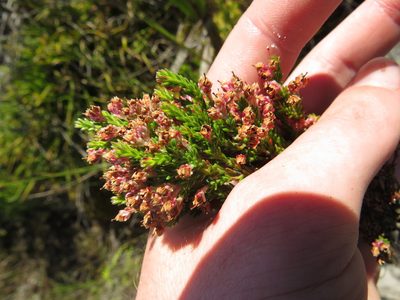 Erica diosmifolia, photographed by Jeremy Gilmore