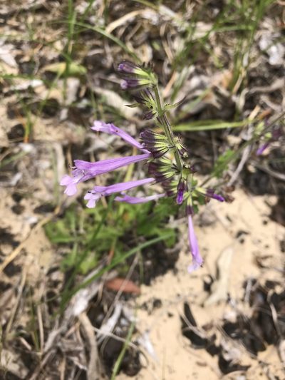 Salvia scabra, photographed by rosshawkins