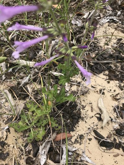 Salvia scabra, photographed by rosshawkins