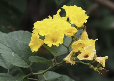 Cordia lutea, photographed by John G. Phillips