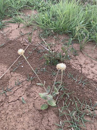 Pfaffia gnaphalioides, photographed by Florencia Grattarola