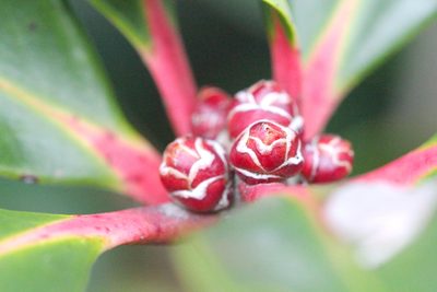 Ternstroemia gymnanthera, photographed by Agnes Trekker