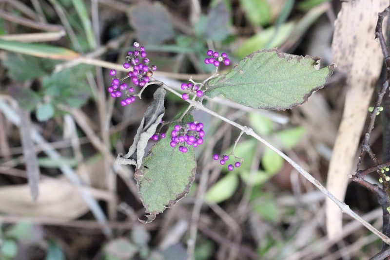 Callicarpa cathayana, photographed by Agnes Trekker