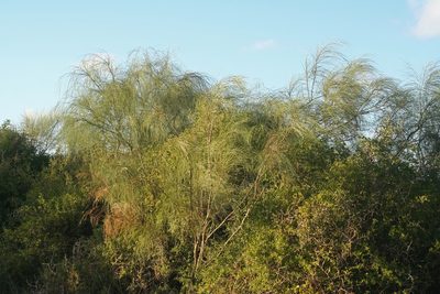 Retama monosperma, photographed by Oleg Kosterin