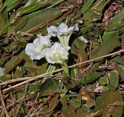 Ruellia morongii, photographed by Hugo Hulsberg