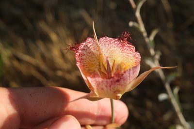 Calochortus fimbriatus, photographed by paulexcoff