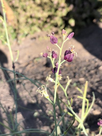 Streptanthus amplexicaulis, photographed by paulexcoff