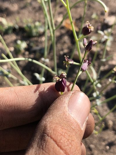 Streptanthus amplexicaulis, photographed by paulexcoff