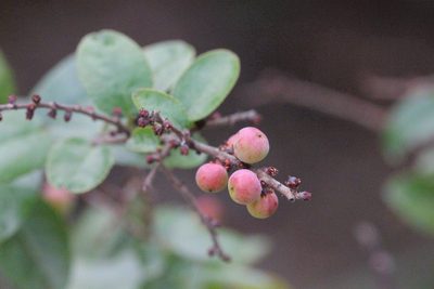 Sageretia thea, photographed by Agnes Trekker