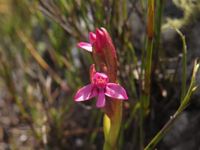 Disa vaginata, photographed by Jeremy Gilmore