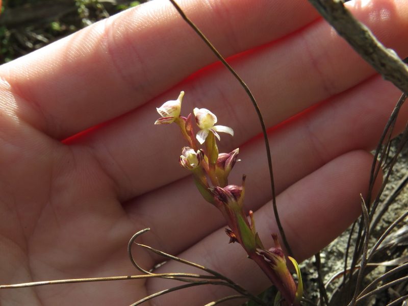 Disa ocellata, photographed by Jeremy Gilmore