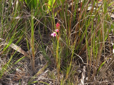 Disa vaginata, photographed by Jeremy Gilmore