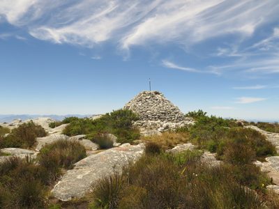 Cliffortia tridentata, photographed by Jeremy Gilmore