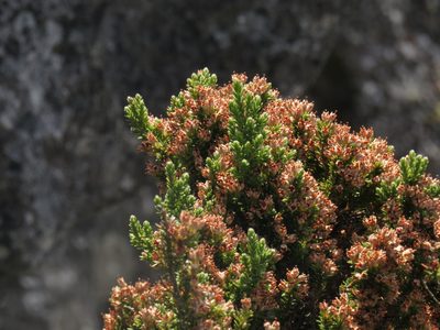 Erica diosmifolia, photographed by Jeremy Gilmore