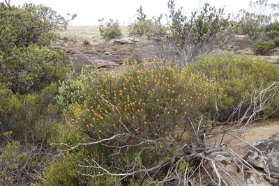 Euryops speciosissimus, photographed by Tony Rebelo
