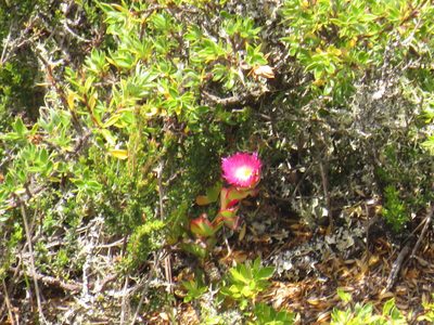 Erepsia forficata, photographed by Jeremy Gilmore