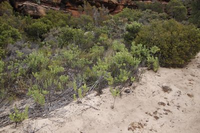 Lobostemon glaucophyllus, photographed by Tony Rebelo