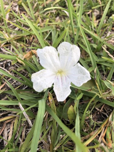 Ruellia morongii, photographed by Solana González Novoa