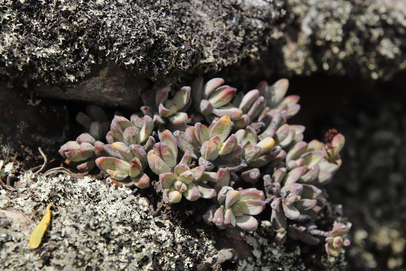 Crassula brevifolia, photographed by Tony Rebelo