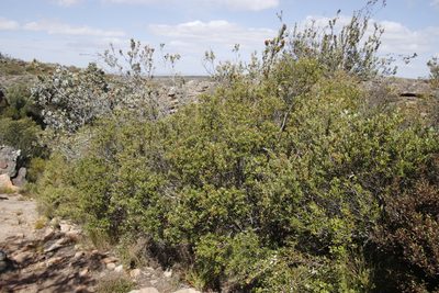 Phylica oleifolia, photographed by Tony Rebelo