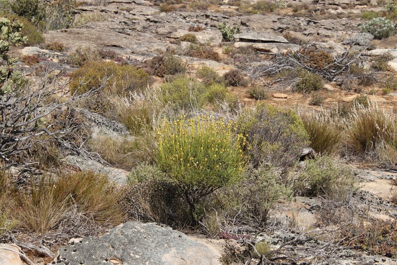 Euryops speciosissimus, photographed by Tony Rebelo