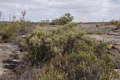 Phylica rigidifolia, photographed by Tony Rebelo