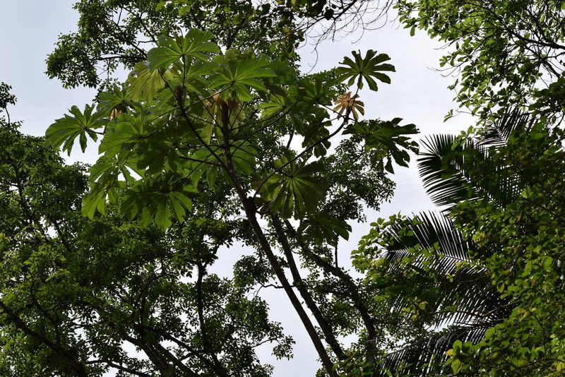 Cecropia glaziovii, photographed by Cajá-manga
