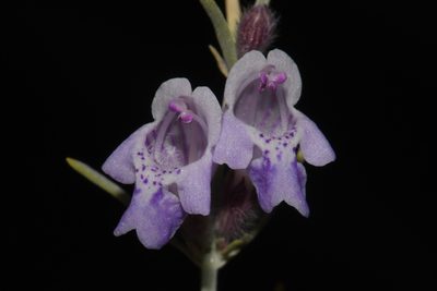 Poliomintha incana, photographed by Brian Finzel