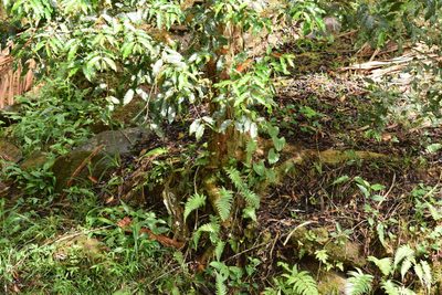 Campomanesia phaea, photographed by Cajá-manga