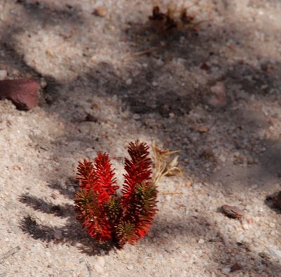 Oxalis massoniana, photographed by Tony Rebelo