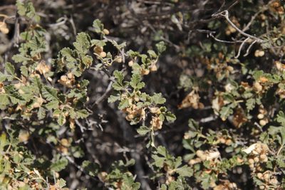 Searsia incisa, photographed by Tony Rebelo
