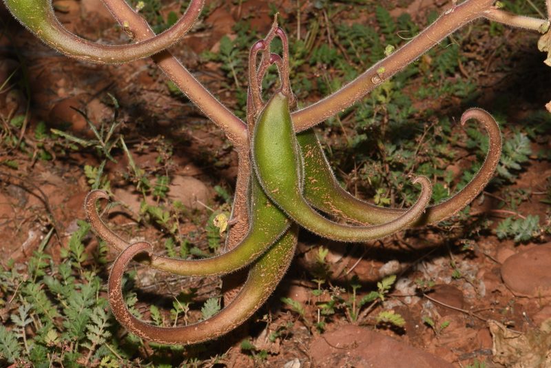 Proboscidea parviflora, photographed by Brian Finzel