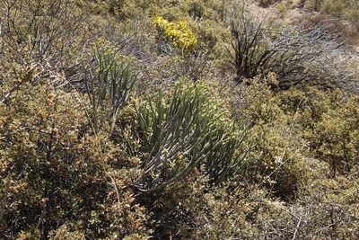 Euphorbia mauritanica, photographed by Tony Rebelo