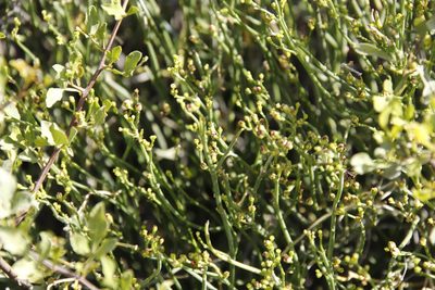 Euphorbia burmanni, photographed by Tony Rebelo