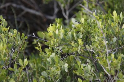 Searsia undulata, photographed by Tony Rebelo