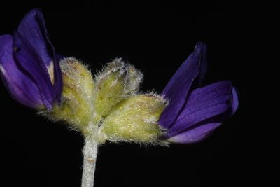 Psorothamnus scoparius, photographed by Brian Finzel