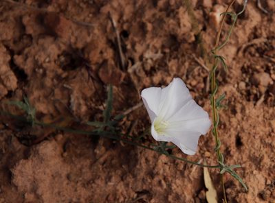 Convolvulus capensis, photographed by Tony Rebelo