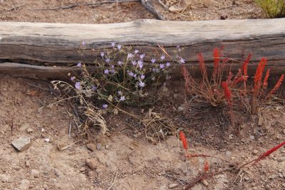 Oxalis massoniana, photographed by Tony Rebelo