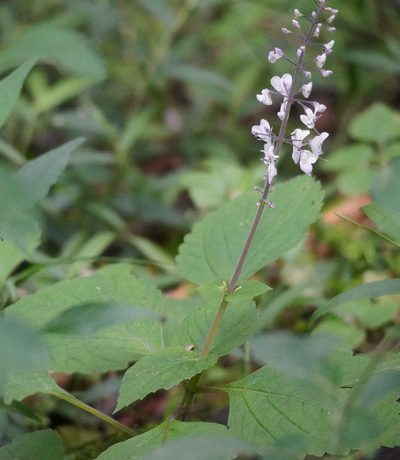 Plectranthus grallatus, photographed by Matthew Fainman