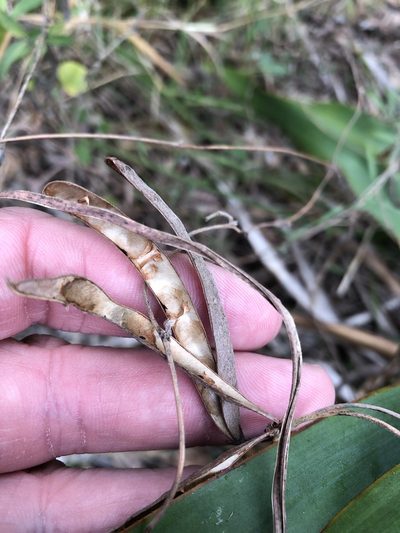 Galactia texana, photographed by Sam Kieschnick