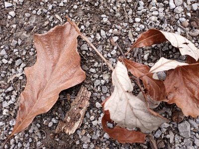 Quercus bicolor, photographed by Anna Hess
