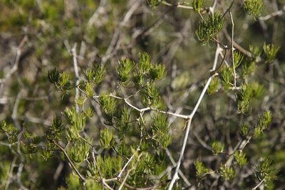 Asparagus retrofractus, photographed by Tony Rebelo
