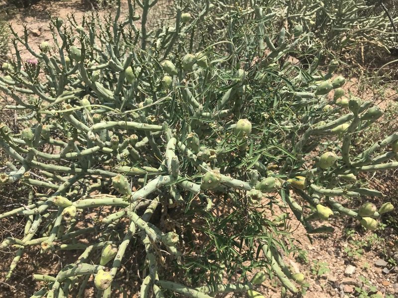 Cylindropuntia arbuscula, photographed by Tayton Alvis