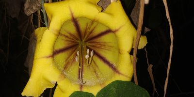 Solandra maxima, photographed by Tereso Hernández Morales