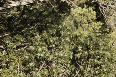 Podocarpus elongatus, photographed by Tony Rebelo