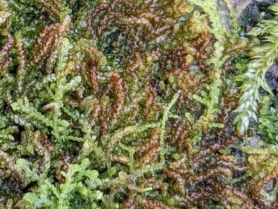 Nowellia curvifolia, photographed by Dan Wrench