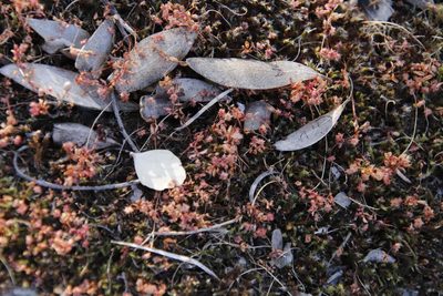 Crassula strigosa, photographed by Tony Rebelo